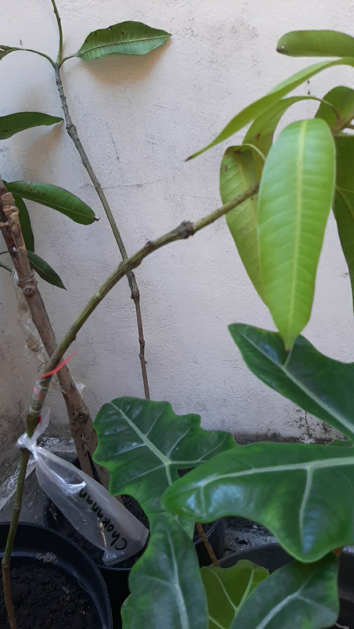 Bibit Buah Mangga Chokanan Supermurah