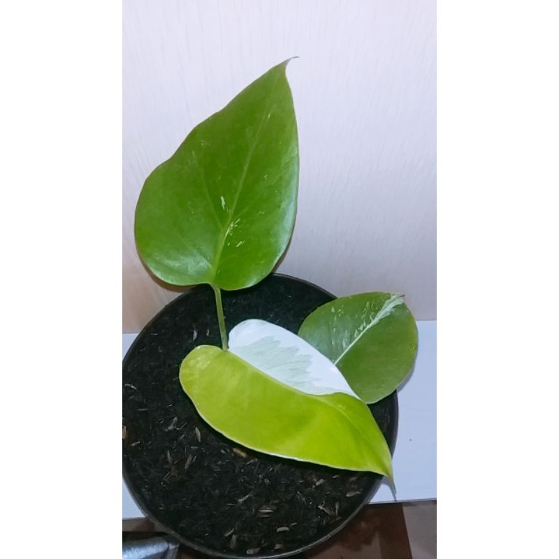 monstera variegata / monvar / anakan monstera variegata