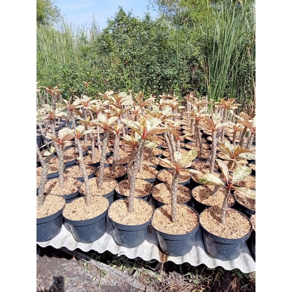 bibit Kamboja Bali varigata