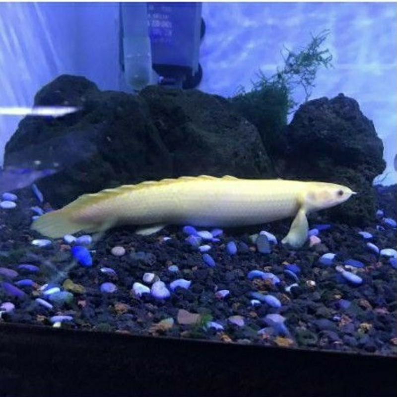 ikan palmas albino