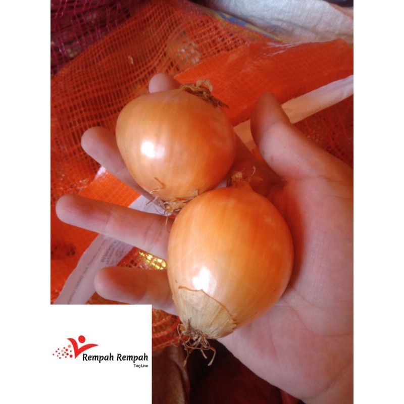 

Bawang bombay 500gram