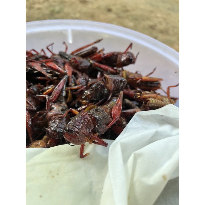 

belalang crispy cemilan sehat