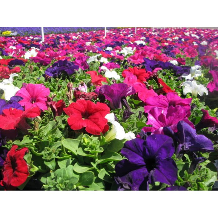 Benih Bibit Biji - Bunga Dwarf Petunia Mix Flower Seeds - IMPORT