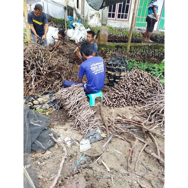 cutting anggur alfonso paket 2kg
