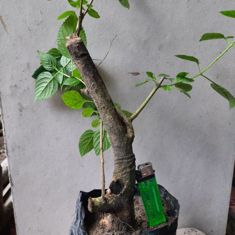 bahan bonsai lantana bunga orange/ tanaman hias lantana.