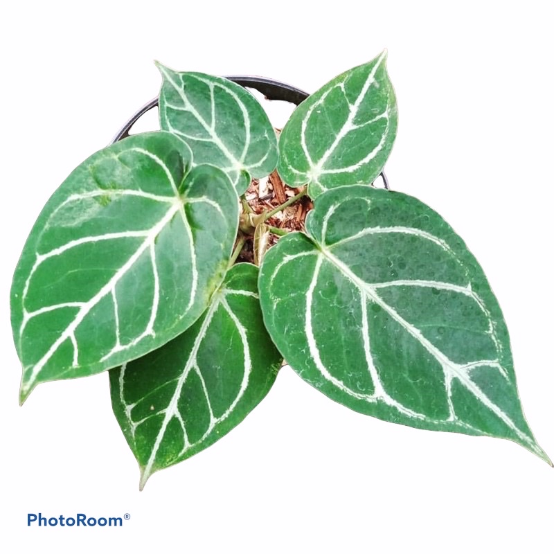 Tanaman hias kuping gajah-tanaman indoor-tanaman hidup-bunga hidup-bunga hiasan rumah