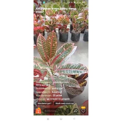 live tgl 06 ags deal kak @firzan grace pink