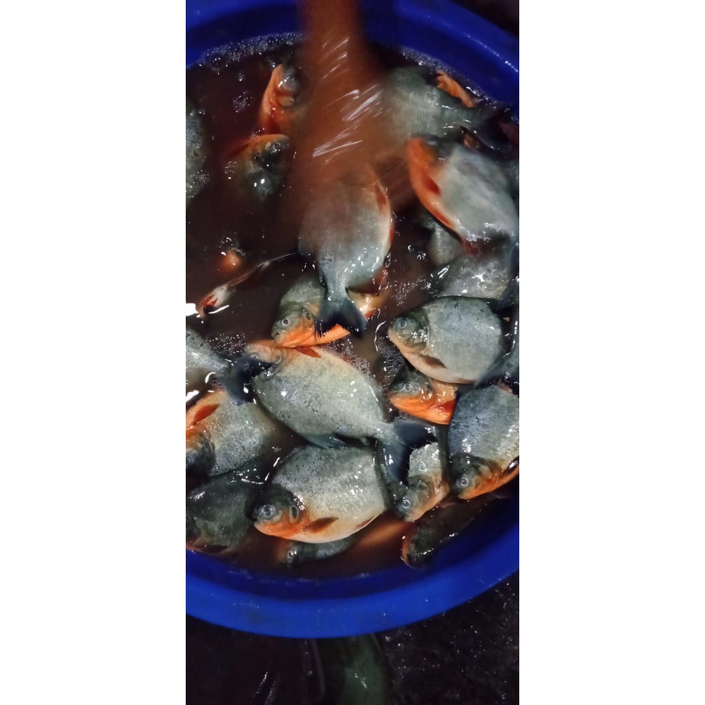 

Ikan Bawal air Tawar