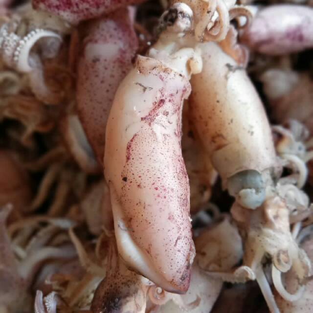 

Cumi Asin Kekeringan 50% 1 kg