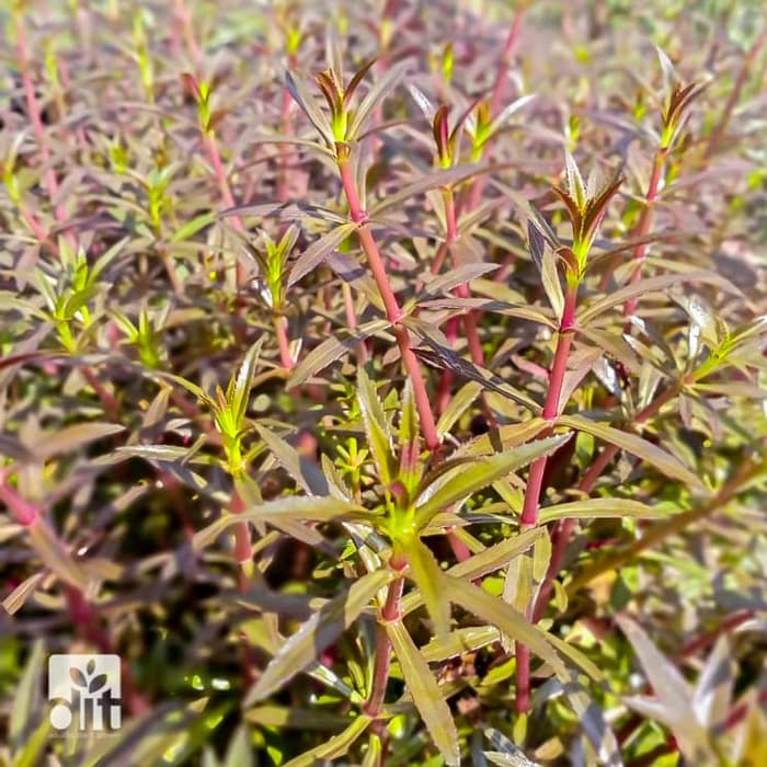 Limnophila Aromatica - Tanaman Aquascape