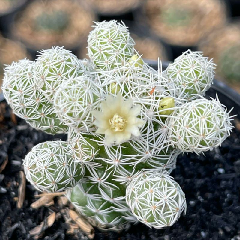 Kaktus Mammillaria Gracilis