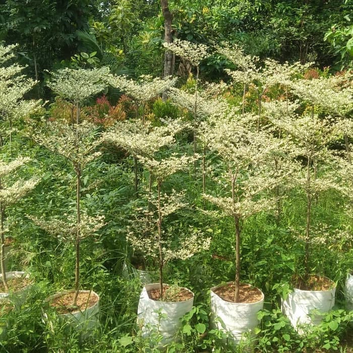 tanaman hias Ketapang kencana - ketapang kencana variegata