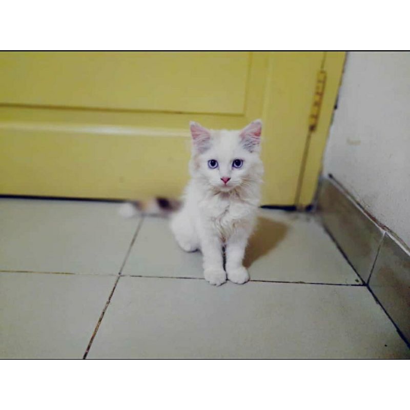 Kucing Munchkin Non Standard, Kitten