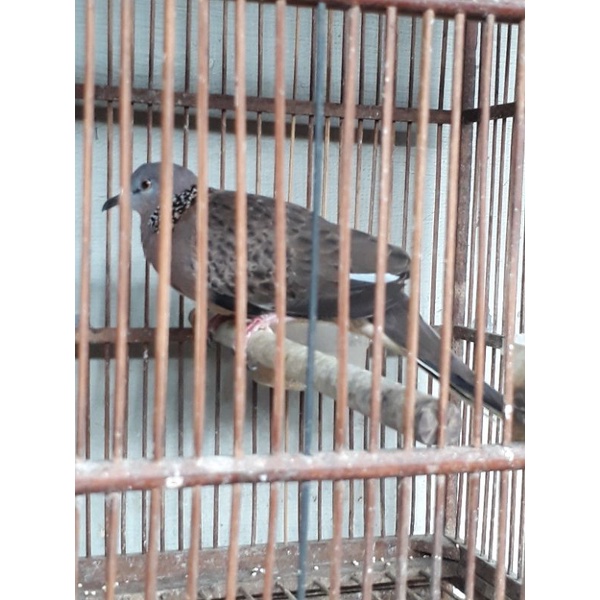 burung tekukur jantan