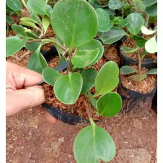Peperomia hijau teplan jade plant Shopee Indonesia