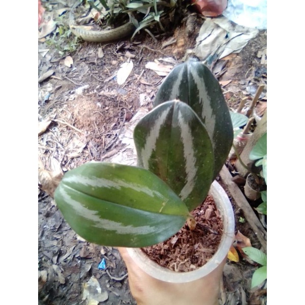 treuby susu (scindapsus)