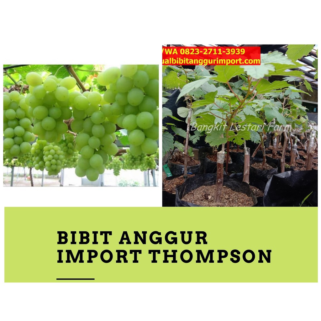 Bibit Tanaman Anggur Import Thompson Tanpa Biji, Bibit Anggur Hijau Thompson, Bibit Anggur Hijau, Bi