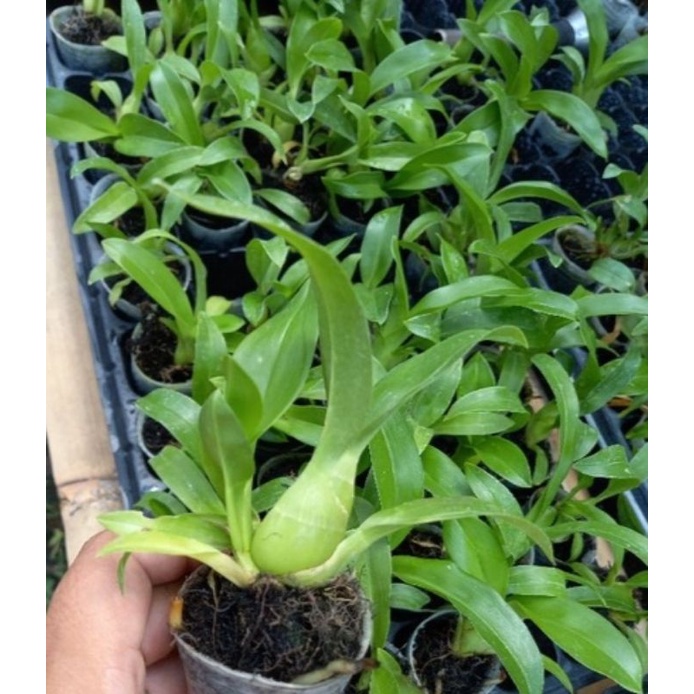 Seedling Grammatophyllum martae