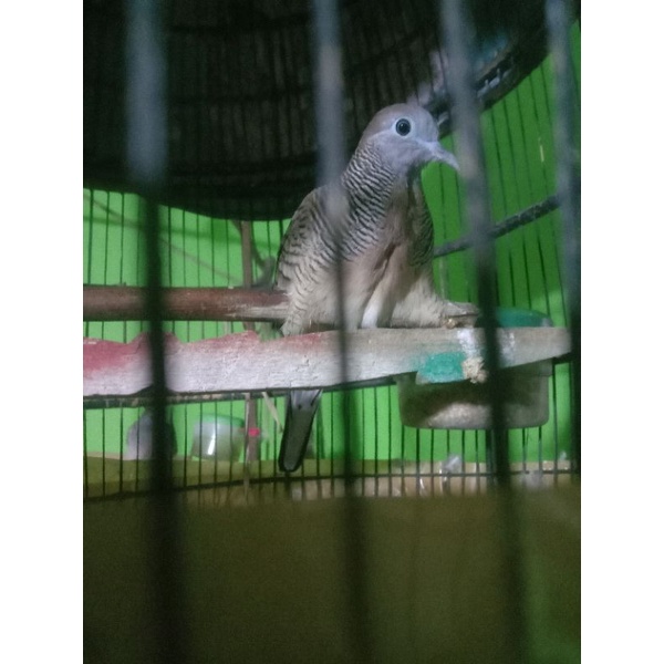 Burung perkutut lokal katuranggan banyumili