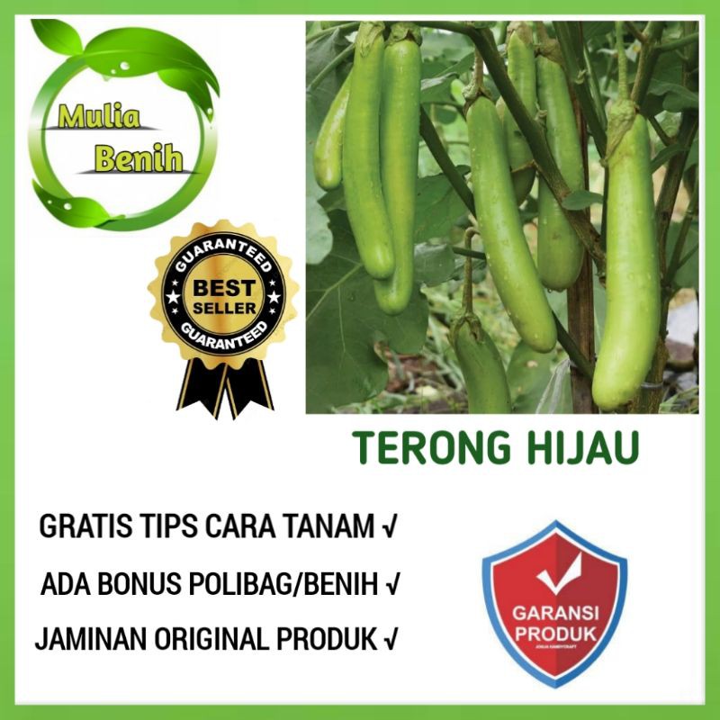 Jual Biji Benih Terong Hijau Unggul Bibit Tanaman Sayur Sayuran