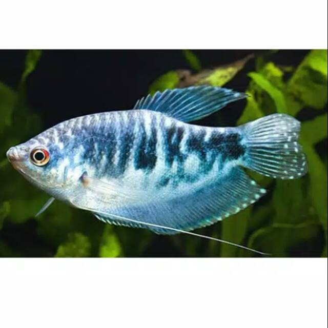 Ikan sepas biru ikan sepat hiaa