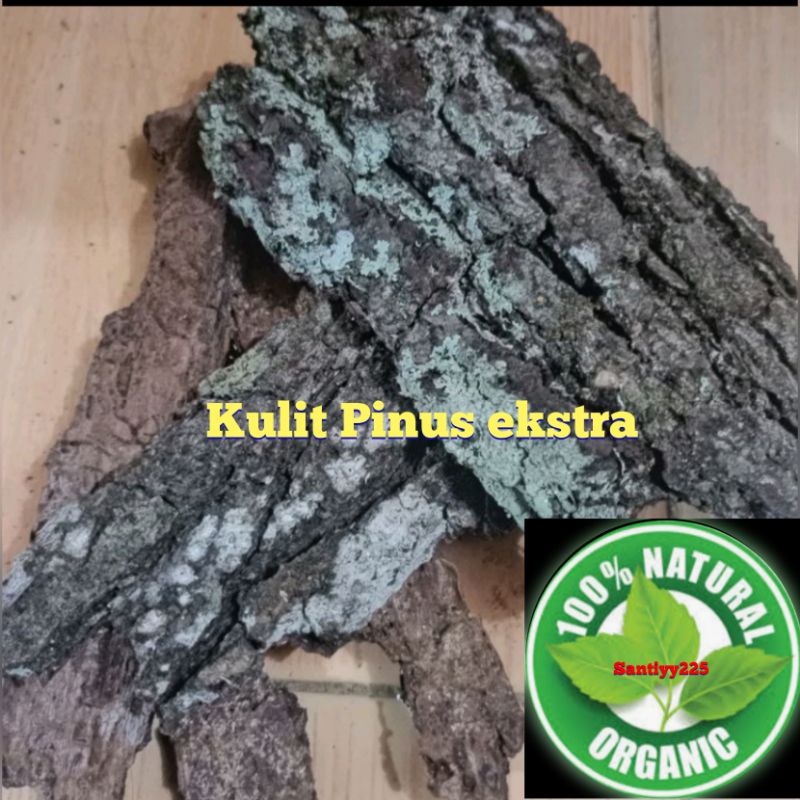 Jual Kulit Pohon Pinus Kering Shopee Indonesia