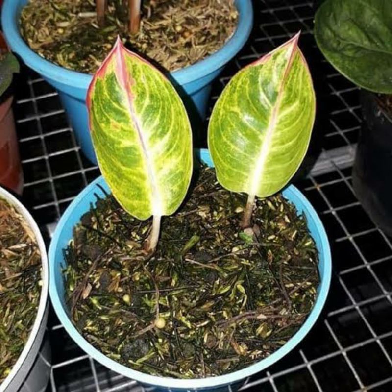 anakan Aglonema goliath