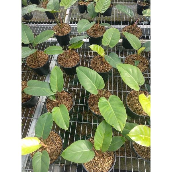 philodenron jungle fever