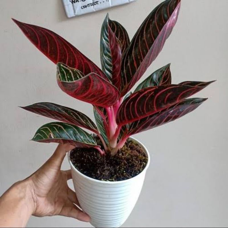 Tanaman Hias Aglonema Red Sumatra Original Asli Berdaun 4+6+9