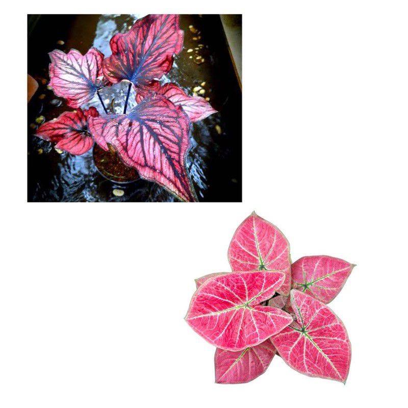 paket 2 bonggol keladi hybrid thailand