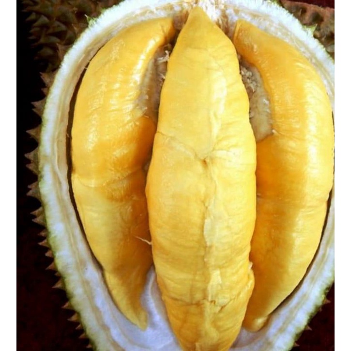 Bibit durian montong