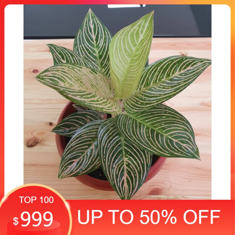 real paket 2 bongol Aglonema Golden hope asli