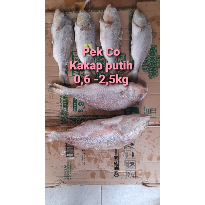 

ikan kakap putih fresh / frozen