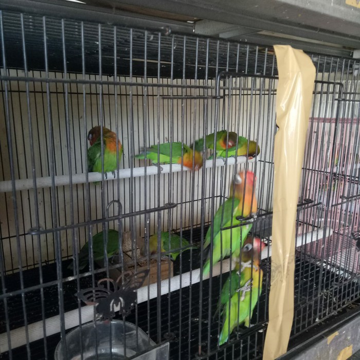 Burung Lovebird Josan Hijau Standart Paud Br441 Shopee Indonesia