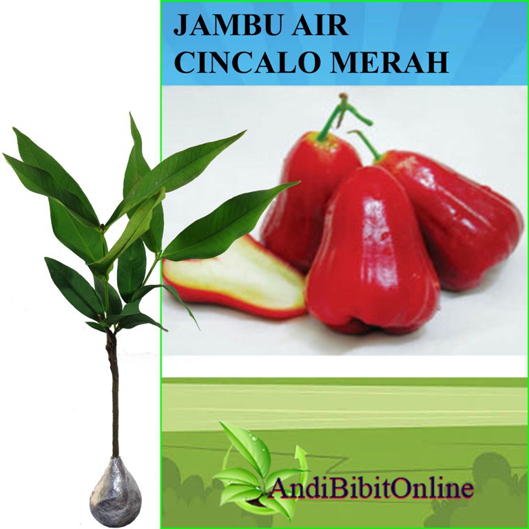 Jambu Air Cincalo Merah - Bibit Tanaman Jambu Air Cincalo
