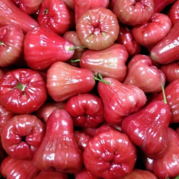 

JAMBU AIR MERAH CINCALO 1 KG