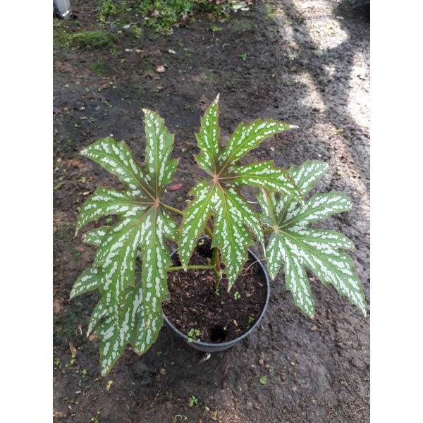 tanaman hias begonia rasta / begonia jari