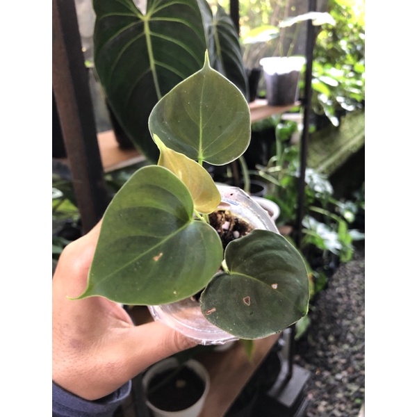 Philodendron Lupinum