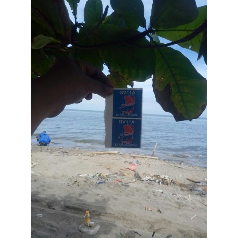 

Asli Ketapang Laut