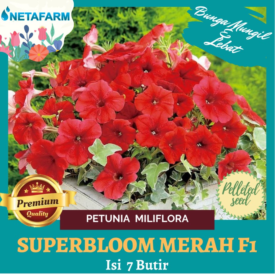 Benih Biji Bibit Bunga Petunia Miliflora Superbloom Merah F1 - 7 Butir