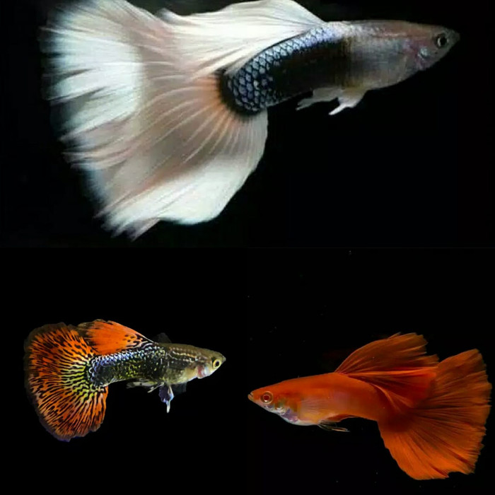 ikan hias Guppy paketan trio