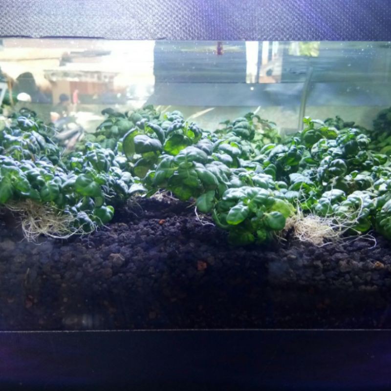 

angguran pohon aquasqape