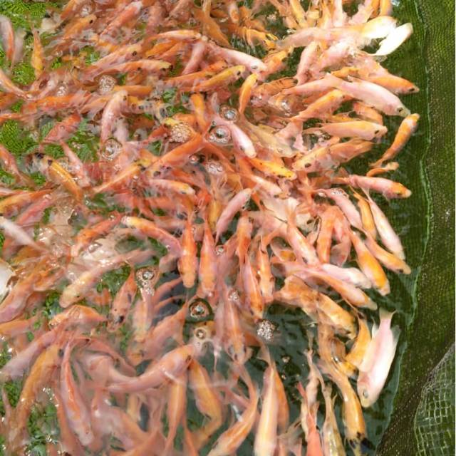 Nila Merah Bangkok Super Monosex uk 2 jari