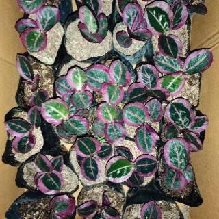 CALATHEA CYNTHIA PINK Shopee Indonesia CALATHEA CYNTHIA PINK Shopee Indonesia
