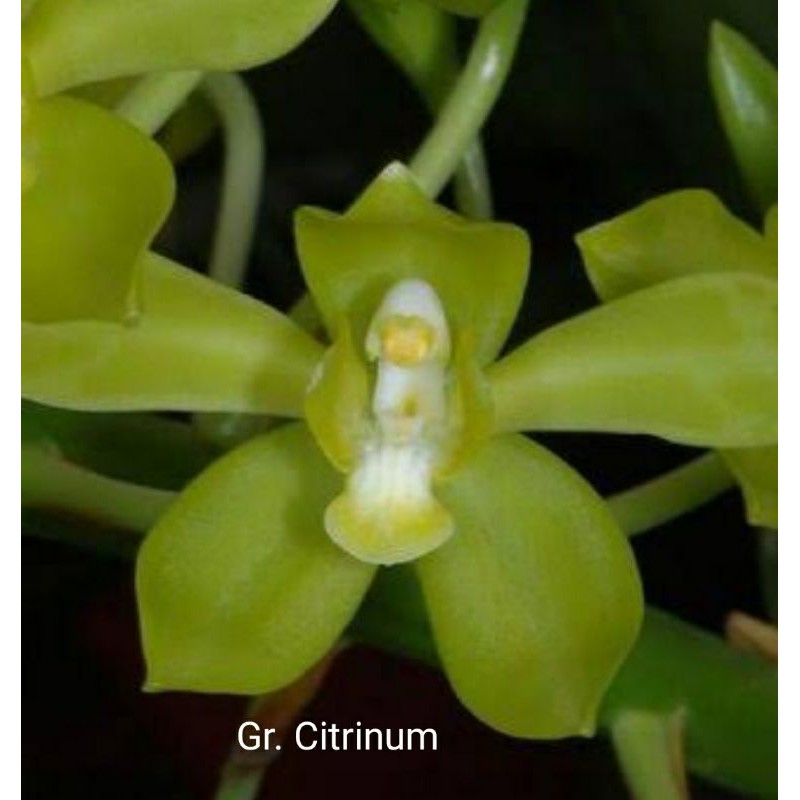 Anggrek remaja grammatophyllum citrinum