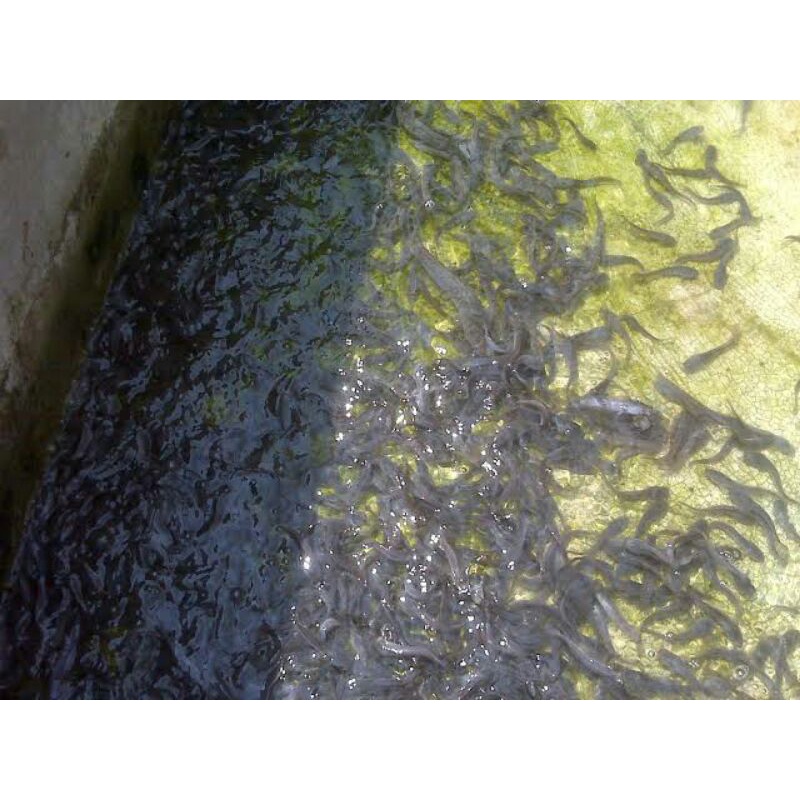 bibit lele ukuran 8cm