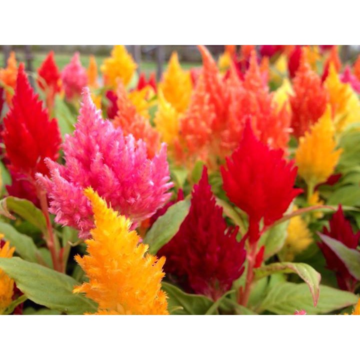 Benih Bibit Biji - Bunga Celosia Pagoda Mixed Flower Seeds