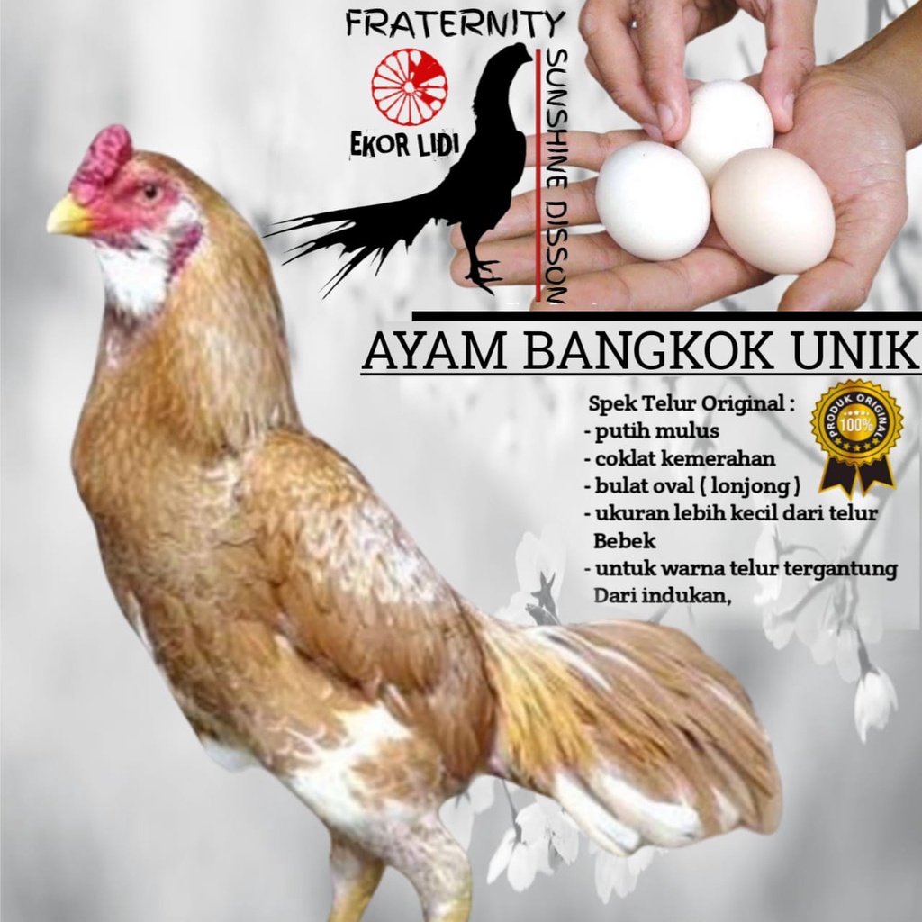 telur Ayam Bangkok Unik Ekor Lidi Brakot  A707