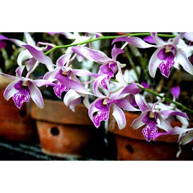 dendro caesar warawan