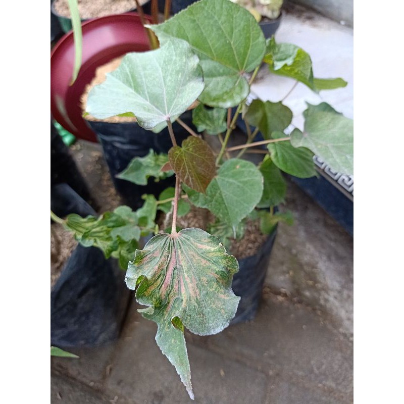 Tanaman hias waru wayang pink